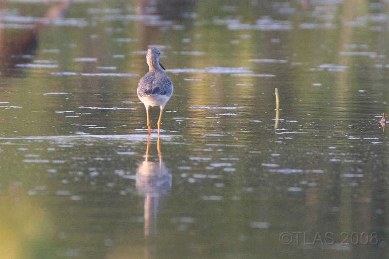 Greater Yellowlegs 092008 247.jpg